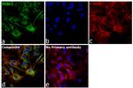 VDAC Antibody in Immunocytochemistry (ICC/IF)