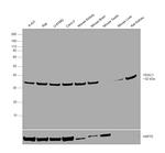 VDAC Antibody in Western Blot (WB)