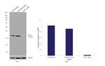 VDAC Antibody