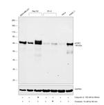 Phospho-YAP1 (Ser127) Antibody