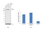 ATM Antibody