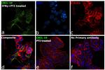 CXCL10 Antibody