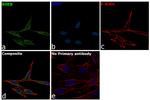 RHEB Antibody in Immunocytochemistry (ICC/IF)