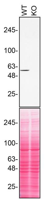 RXRA Antibody in Western Blot (WB)