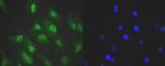 SRSF3 Antibody in Immunocytochemistry (ICC/IF)