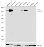 ACE Antibody