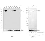 ACE Antibody in Western Blot (WB)