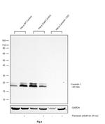 Caveolin 1 Antibody