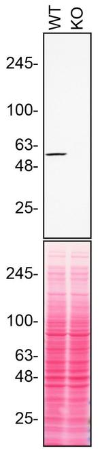 RXRA Antibody in Western Blot (WB)