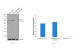 MLH1 Antibody in Western Blot (WB)