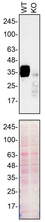 SFRP1 Antibody in Western Blot (WB)