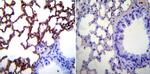 ICAM-1 Antibody in Immunohistochemistry (Paraffin) (IHC (P))