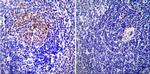 ICAM-1 Antibody in Immunohistochemistry (Paraffin) (IHC (P))