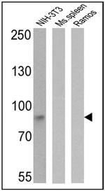 ICAM-1 Antibody in Western Blot (WB)