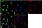 CENPA Antibody in Immunocytochemistry (ICC/IF)