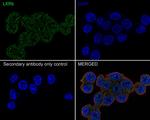 LXR beta Antibody in Immunocytochemistry (ICC/IF)