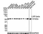 LXR beta Antibody in Western Blot (WB)