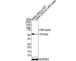 LXR beta Antibody in Western Blot (WB)