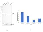 LXR beta Antibody in Western Blot (WB)