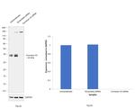 Connexin 43 Antibody in Western Blot (WB)