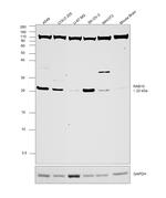 RAB10 Antibody in Western Blot (WB)