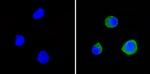 CD58 Antibody in Immunocytochemistry (ICC/IF)