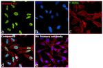 Histone H3 Antibody in Immunocytochemistry (ICC/IF)