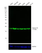 Histone H3 Antibody in Western Blot (WB)