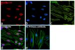 Histone H3 Antibody in Immunocytochemistry (ICC/IF)