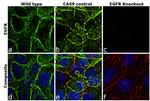 EGFR Antibody in Immunocytochemistry (ICC/IF)