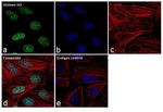 Histone H3 Antibody in Immunocytochemistry (ICC/IF)