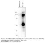 MACF1 Antibody in Western Blot (WB)