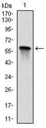 MEK7 Antibody in Western Blot (WB)