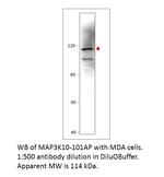 MAP3K10 Antibody in Western Blot (WB)