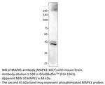 MAPK1 Antibody in Western Blot (WB)