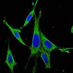 ERK1 Antibody in Immunocytochemistry (ICC/IF)