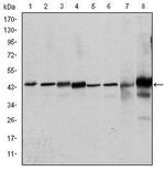 ERK1 Antibody in Western Blot (WB)