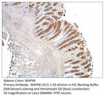 MAPK8 Antibody in Immunohistochemistry (IHC)