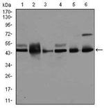 JNK1 Antibody in Western Blot (WB)