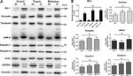 MARVELD2 Antibody in Western Blot (WB)