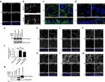 MARVELD2 Antibody in Western Blot, Immunocytochemistry, Immunoprecipitation (WB, ICC/IF, IP)