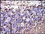 MBP Antibody in Immunohistochemistry (Paraffin) (IHC (P))