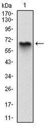 MBP Antibody in Western Blot (WB)