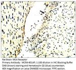 MC4 Receptor Antibody in Immunohistochemistry (IHC)