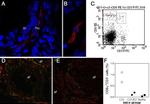 CD8 alpha Antibody in Flow Cytometry (Flow)