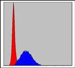 MCM2 Antibody in Flow Cytometry (Flow)