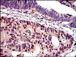 MCM2 Antibody in Immunohistochemistry (Paraffin) (IHC (P))