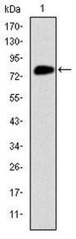 MCM2 Antibody in Western Blot (WB)