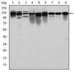 MCM2 Antibody in Western Blot (WB)