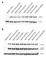 MECP2 Antibody in Western Blot (WB)